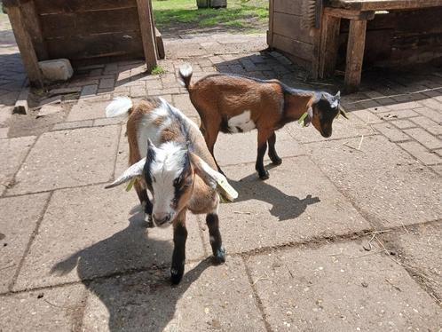 Dwerggeit bokjes te koop, Dieren en Toebehoren, Schapen, Geiten en Varkens, Geit, Mannelijk, 0 tot 2 jaar