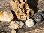 Fossiele sponsen, zee-egel, slak en bergkristal, Verzamelen, Ophalen of Verzenden, Mineraal