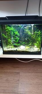 Aqarium compleet, Dieren en Toebehoren, Ophalen, Gebruikt, Gevuld zoetwateraquarium