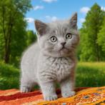 Te koop: 7 Lieve Britse Korthaar Kittens 11 weken oud, Meerdere dieren, Ontwormd, 0 tot 2 jaar