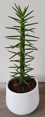 Mooie stoere Cactus / vetplant in leuke witte sierpot., Ophalen, Cactus, In pot, Minder dan 100 cm