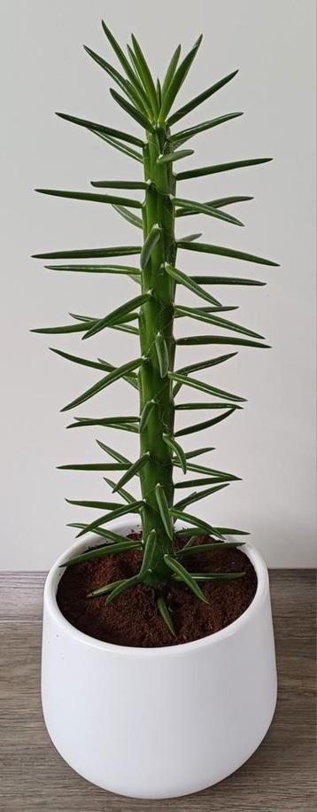 Mooie stoere Cactus / vetplant in leuke witte sierpot. beschikbaar voor biedingen