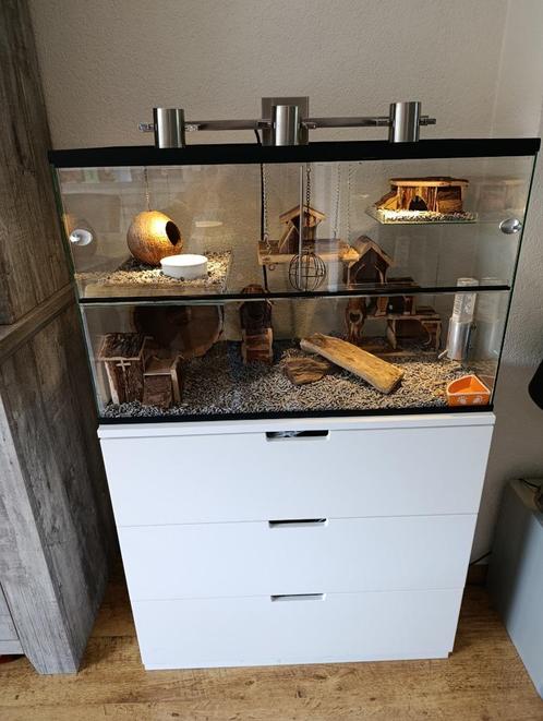 Mooie gerbil kooi, Dieren en Toebehoren, Knaagdieren en Konijnen | Hokken en Kooien, Gebruikt, Kooi, Minder dan 60 cm, 75 tot 110 cm