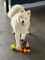 Hond / Samoyed, Overige rassen, 1 tot 2 jaar, Teef, Parvo