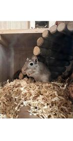 Lief gerbil vrouwtje!, Dieren en Toebehoren, Knaagdieren, Vrouwelijk, Overige typen, Tam, Oktober