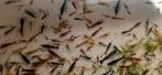 Mix kleur Neocaridina garnalen € 0.43, Kreeft, Krab of Garnaal, Zoetwatervis, Schoolvis