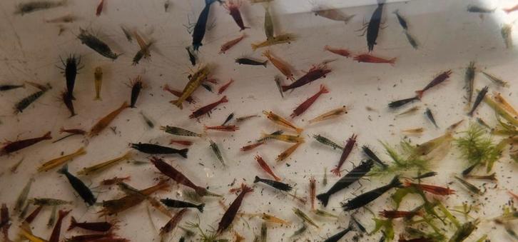 Mix kleur Neocaridina garnalen € 0.43, Dieren en Toebehoren, Vissen | Aquariumvissen, Zoetwatervis, Kreeft, Krab of Garnaal, Schoolvis