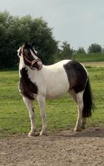 Goud eerlijke grote C allround pony met veel potentie, Dieren en Toebehoren, Pony's, Dressuurpony, 7 tot 10 jaar, Merrie, Gechipt