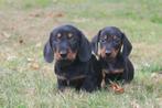 Korthaar x Ruwhaar dwerg Teckel pups, Nederland, CDV (hondenziekte), 8 tot 15 weken, Korthaar