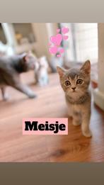 Prachtige Britse korthaar kitten zoekt een warm huisje, Dieren en Toebehoren, Katten en Kittens | Raskatten | Korthaar, Poes, Ontwormd