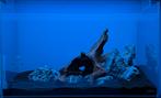 Complete Aquariumset – ADA 60P + CO2 + Filter + Verlichting, Dieren en Toebehoren, Vissen | Aquaria en Toebehoren, Ophalen, Zo goed als nieuw