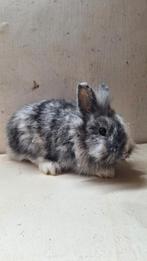 Mooie voedster, Dieren en Toebehoren, Konijnen, Vrouwelijk