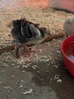 Brahma kuikens te koop, Dieren en Toebehoren, Pluimvee, Meerdere dieren, Kip