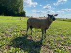 Overjarige dekram Bleu du maine x Engelse Texelaar, Dieren en Toebehoren, Schapen, Geiten en Varkens, Mannelijk, Schaap