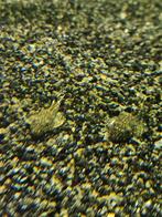 Algeneter Ancistrus dolichopterus, Dieren en Toebehoren, Vissen | Aquariumvissen, Vis