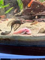 Ancistrus longfin jong, Dieren en Toebehoren, Vissen | Aquariumvissen, Vis