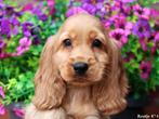 Engelse Cocker Spaniel, Nederland, Reu, 8 tot 15 weken, CDV (hondenziekte)