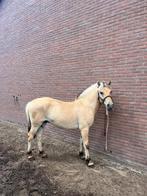 fjorden ruinen, Dieren en Toebehoren, Minder dan 160 cm, Niet van toepassing, 0 tot 2 jaar, Meerdere dieren