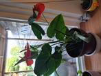 Anthurium plant, Huis en Inrichting, Ophalen of Verzenden, Overige soorten, Minder dan 100 cm