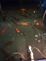 Diverse vijver vissen, Dieren en Toebehoren, Vissen | Vijvervissen, Karper of Koi