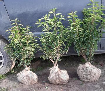 Portugese laurier 100 tm 130 Prunus lusitanica angustifolia beschikbaar voor biedingen