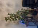 Bonte ficus, Huis en Inrichting, Kamerplanten, Ophalen, Ficus, Halfschaduw, Minder dan 100 cm