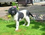 Friese Stabij pup, Dieren en Toebehoren, 8 tot 15 weken, CDV (hondenziekte), Meerdere, Nederland