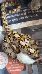 De laatste Sumatra Mocha Retics!, 0 tot 2 jaar