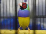 Gouldamadine | Passend advies Tropische vogels, Meerdere dieren, Tropenvogel