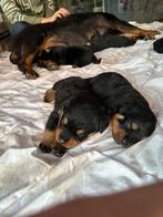 Rottweiler pups | Stamboom | 4 Reutjes beschikbaar, Particulier, Rabiës (hondsdolheid), Meerdere, 8 tot 15 weken