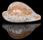Schelpen: Cypraea hesitata beddomei 65mm (F+++), Ophalen of Verzenden, Schelp(en)
