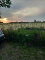 Hooibalen, Kleine hooibalen, Dieren en Toebehoren, Ophalen, Vee