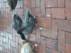 Blauw zilver kwakers te koop, Dieren en Toebehoren, Pluimvee, Meerdere dieren, Eend