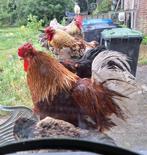 Broedeieren - Wyandotte mix met Barnevelder, Sussex, Bleu, Dieren en Toebehoren, Pluimvee, Geslacht onbekend, Kip