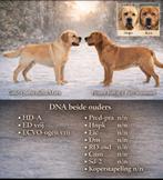 Labrador pups Redfox en Geel, Dieren en Toebehoren, Honden | Retrievers, Spaniëls en Waterhonden, Parvo, Labrador retriever, Meerdere