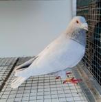 Kleurpostduif kleurpostduiven postduif kleurduif sierduif, Dieren en Toebehoren, Vogels | Duiven, Mannelijk, Postduif