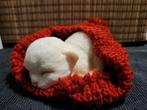 Kitten in muts rood, Ophalen of Verzenden, Nieuw, Dier