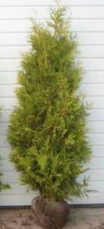 Coniferen, Bloeit niet, Halfschaduw, 100 tot 250 cm, Overige soorten