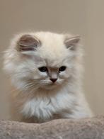 Kittens britse langhaar x Ragdoll, Dieren en Toebehoren, Meerdere dieren, Ontwormd, 0 tot 2 jaar