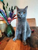 Britse korthaar poes, Dieren en Toebehoren, Katten en Kittens | Raskatten | Korthaar, Poes, Gechipt, 3 tot 5 jaar