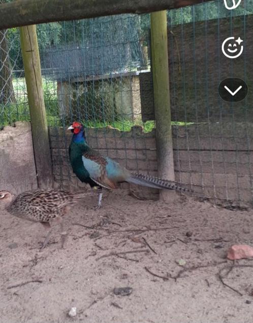 Te koop Japanse Versicolor fazant broedeieren, Dieren en Toebehoren, Pluimvee, Geslacht onbekend