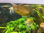 Goerami's X4, Dieren en Toebehoren, Vis