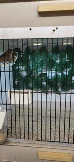 Te koop: Onverwant koppel Bandvinken, Meerdere dieren