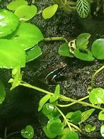 epipedobates tricolor buena esperanza gezocht man