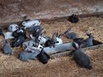 Vlaamse reuzen 8 weken, Dieren en Toebehoren, Meerdere dieren, Groot