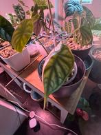 Alocasia Dragon Scale in lechuza Pon, Ophalen, Overige soorten, Minder dan 100 cm