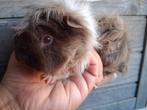 Tk 2 lunkarya beertjes, Cavia, Mannelijk, Juli, Tam