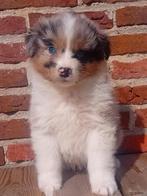 Schitterende Australian Shepherd pups!! ( Aussie), Dieren en Toebehoren, Nederland, 8 tot 15 weken, CDV (hondenziekte), Meerdere