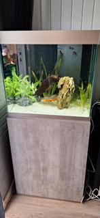 Prachtig aquarium, Dieren en Toebehoren, Ophalen of Verzenden, Zo goed als nieuw, Leeg aquarium