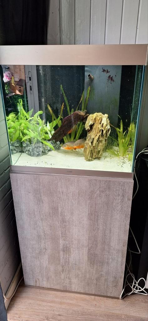 Prachtig aquarium, Dieren en Toebehoren, Vissen | Aquaria en Toebehoren, Zo goed als nieuw, Leeg aquarium, Ophalen of Verzenden
